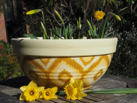 Let your Daffodils shine with this DIY planter pot