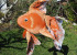 A reel catch: DIY goldfish piñata photo