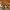 alfresco, outdoor dining, tropical courtyard, orange, yellow